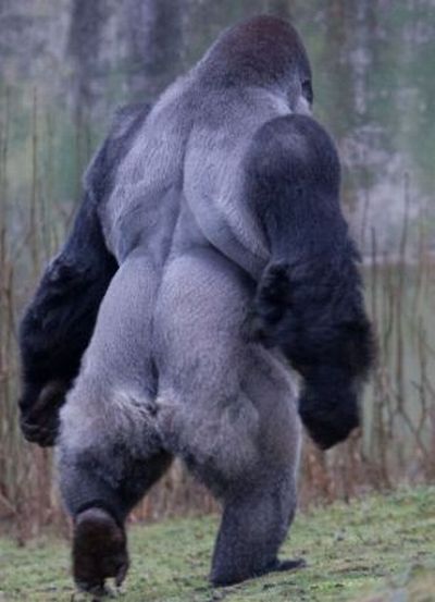 Ambam, Gorilla walks on two legs