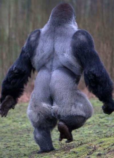 Ambam, Gorilla walks on two legs