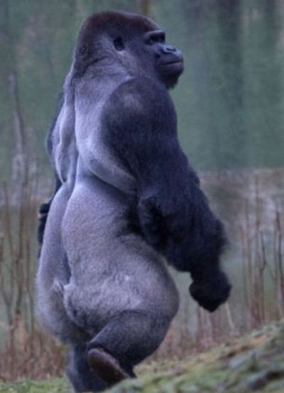 Ambam, Gorilla walks on two legs