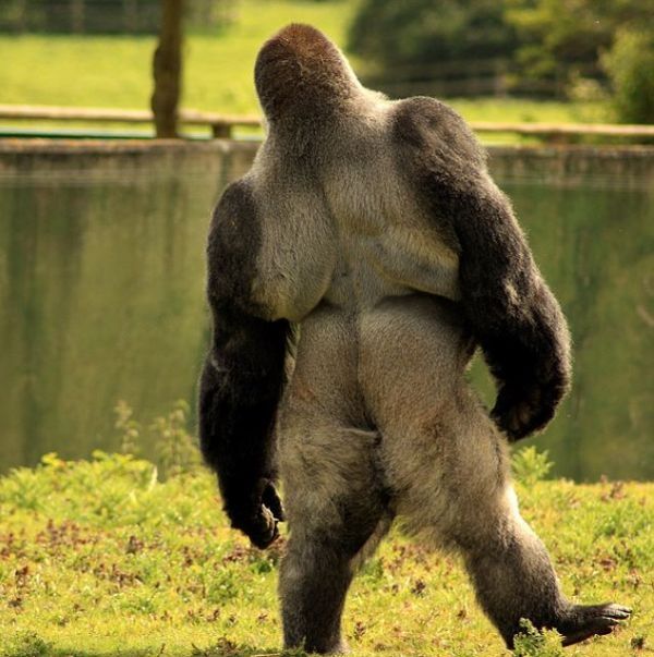 Ambam, Gorilla walks on two legs