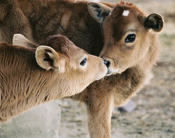 emotion in animals