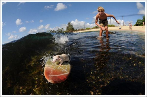 surfing rat