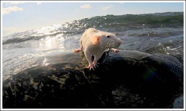 surfing rat