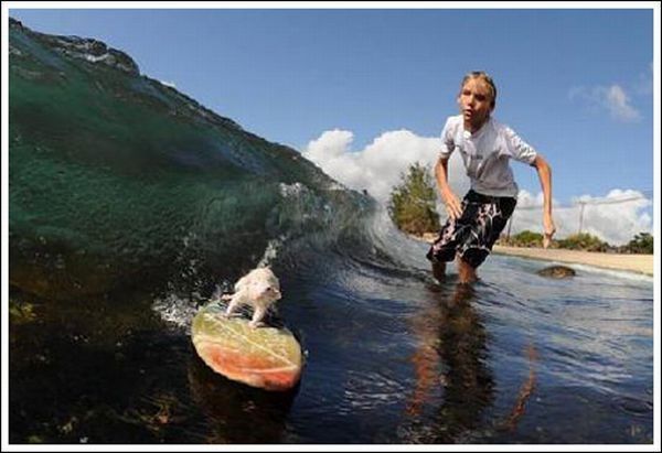 surfing rat