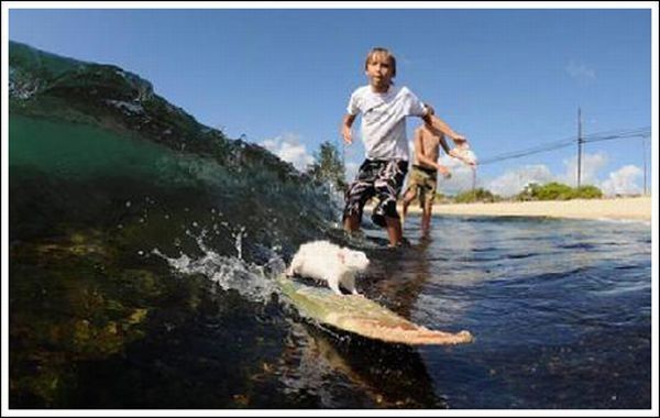 surfing rat