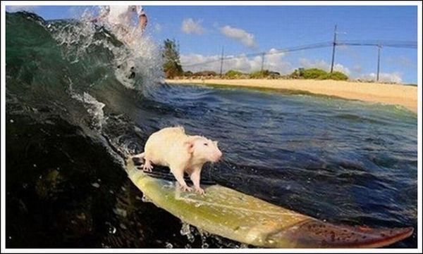 surfing rat