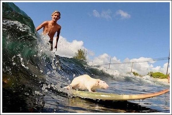 surfing rat