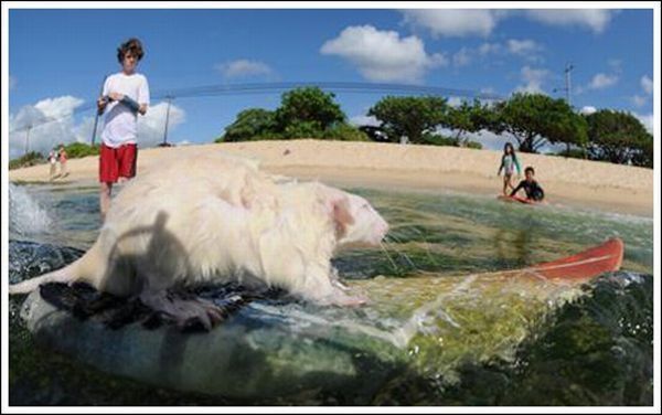 surfing rat