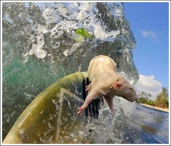 surfing rat