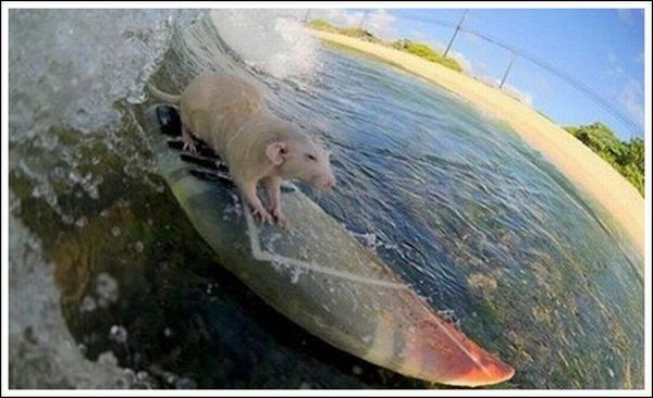 surfing rat