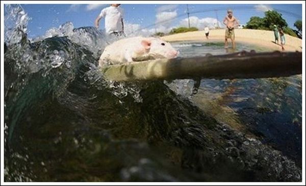 surfing rat