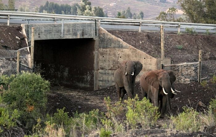 Elephant underpass, Kenya, Africa,