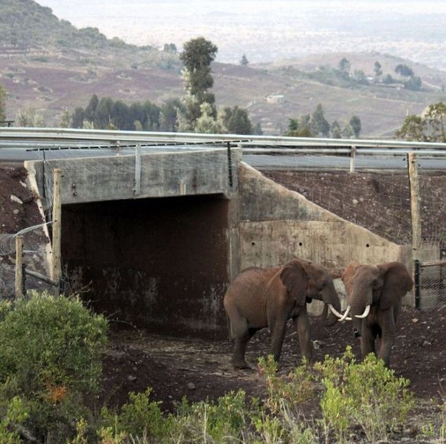 Elephant underpass, Kenya, Africa,