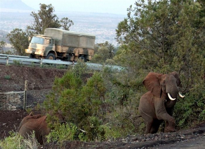 Elephant underpass, Kenya, Africa,