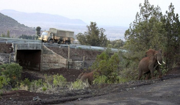 Elephant underpass, Kenya, Africa,