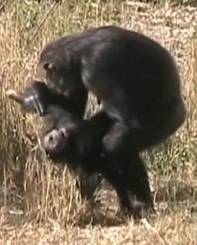 chimpanzees mother mourning her dead child