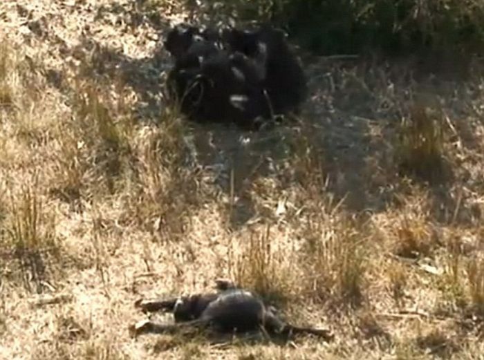 chimpanzees mother mourning her dead child