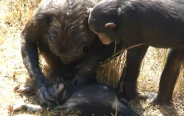 chimpanzees mother mourning her dead child