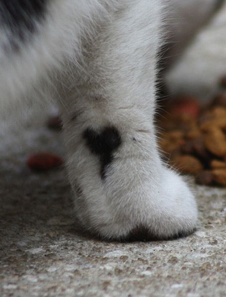 cats with fur heart