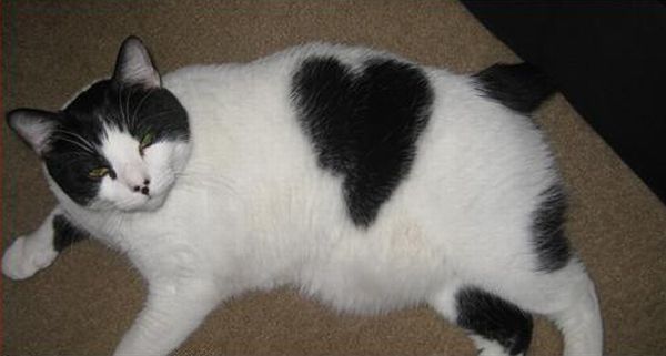 cats with fur heart