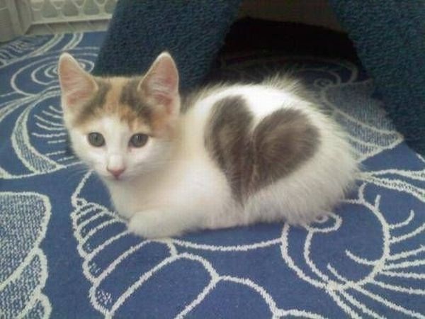 cats with fur heart