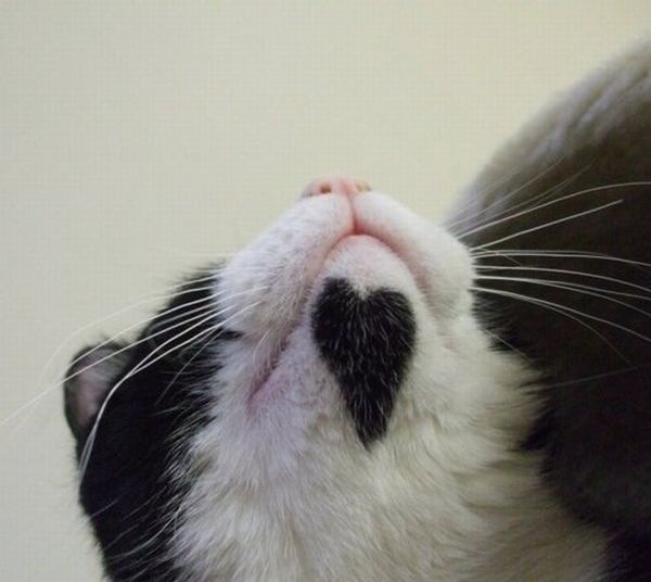 cats with fur heart
