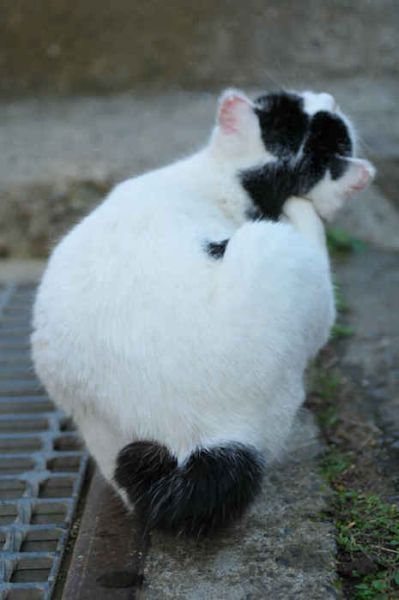 cats with fur heart