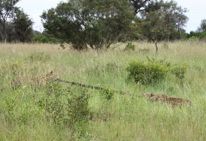 python caught by two leopards