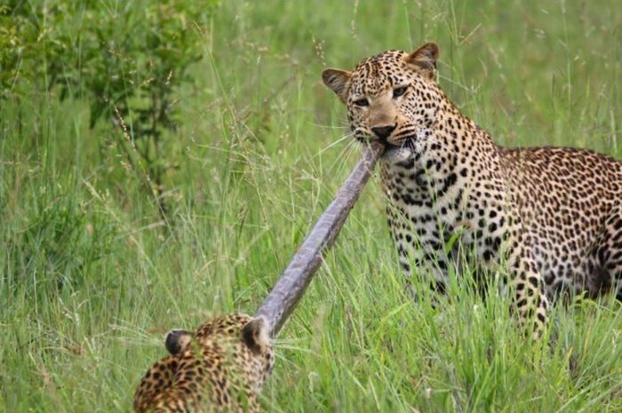 python caught by two leopards