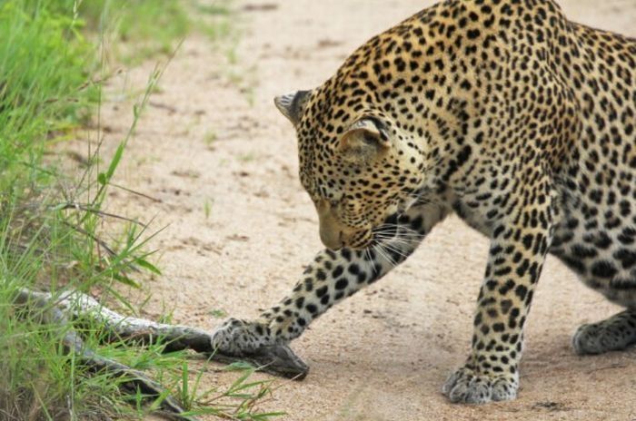 python caught by two leopards