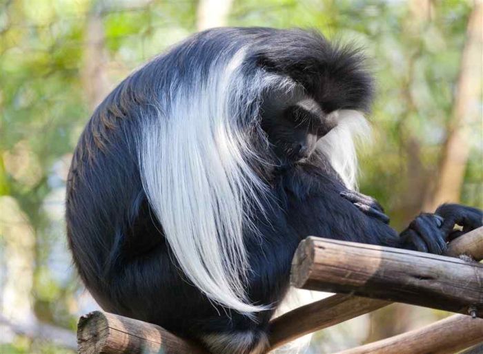 black-and-white colobus monkey