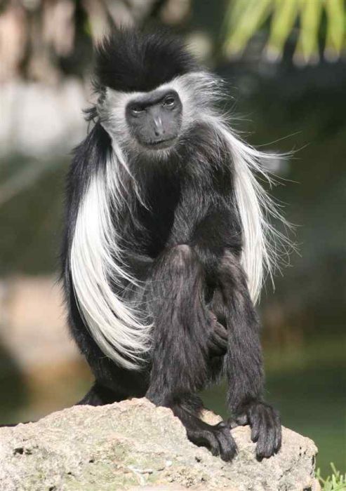 black-and-white colobus monkey