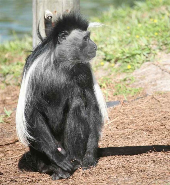 black-and-white colobus monkey