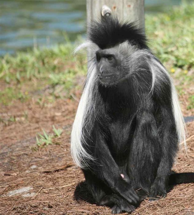 black-and-white colobus monkey