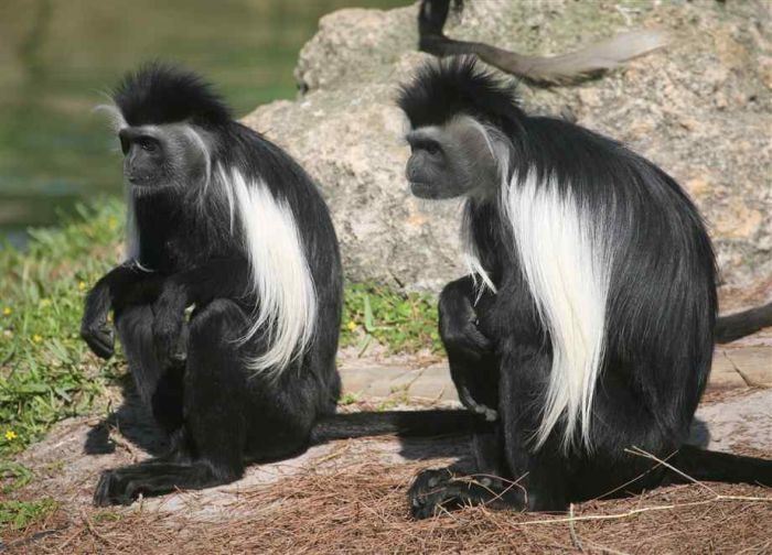 black-and-white colobus monkey