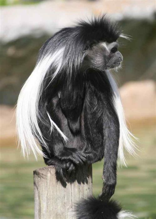 black-and-white colobus monkey