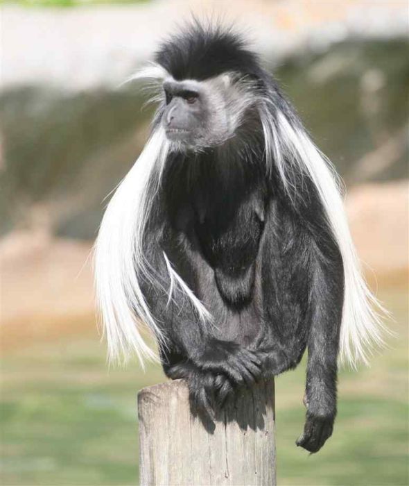 black-and-white colobus monkey