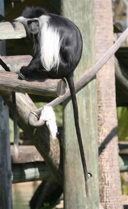 black-and-white colobus monkey