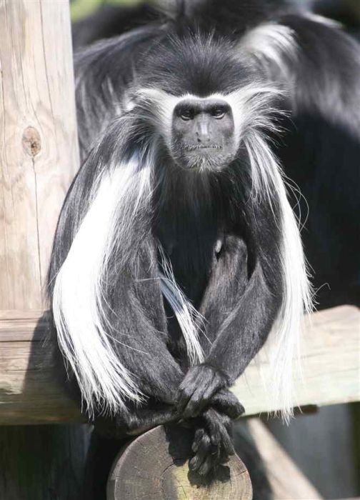 black-and-white colobus monkey