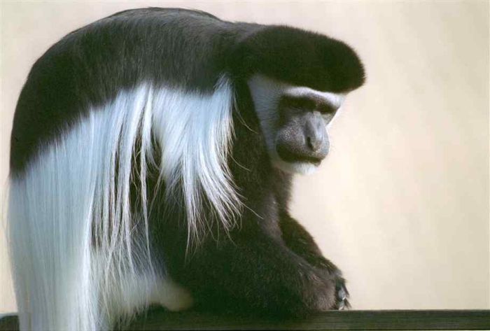 black-and-white colobus monkey