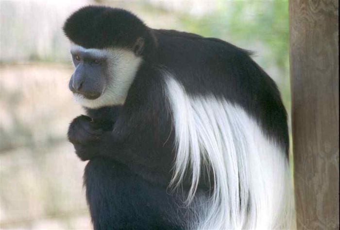 black-and-white colobus monkey