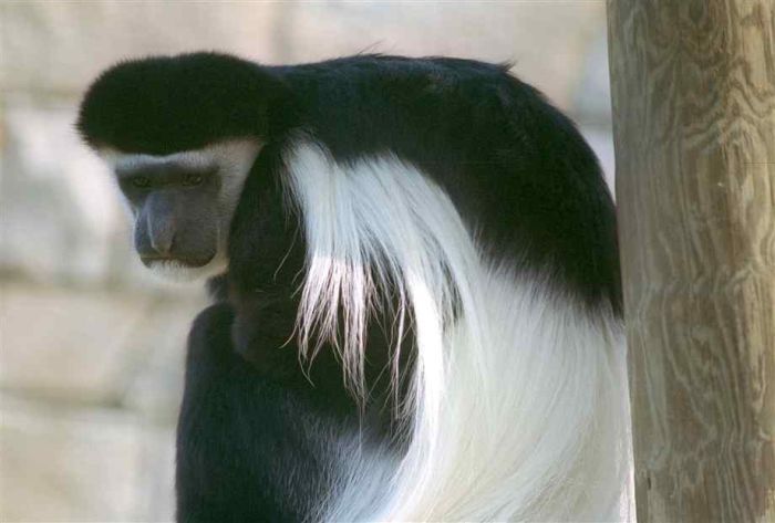 black-and-white colobus monkey