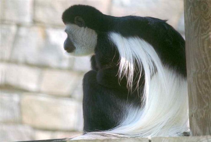 black-and-white colobus monkey