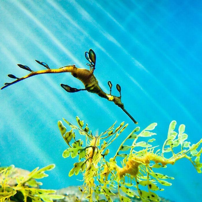 sea dragon