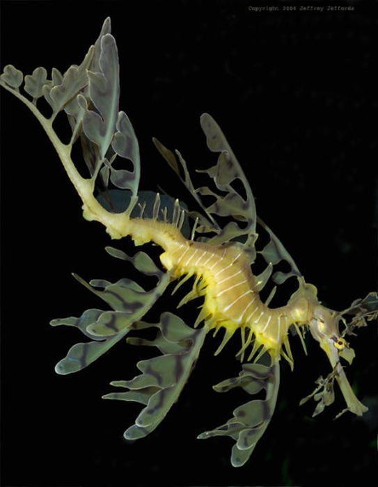 sea dragon