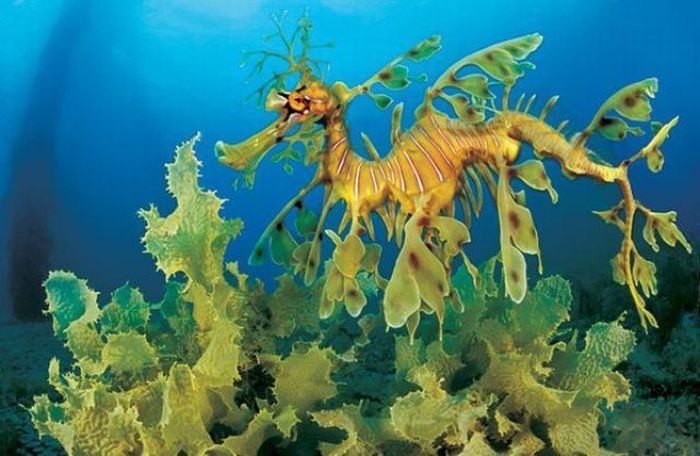 sea dragon