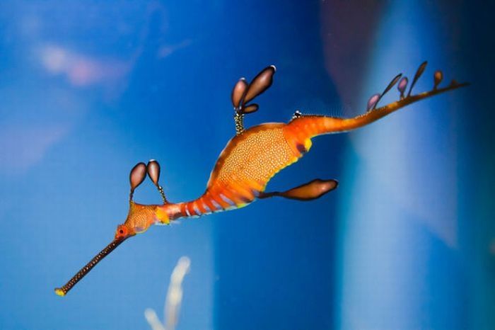 sea dragon