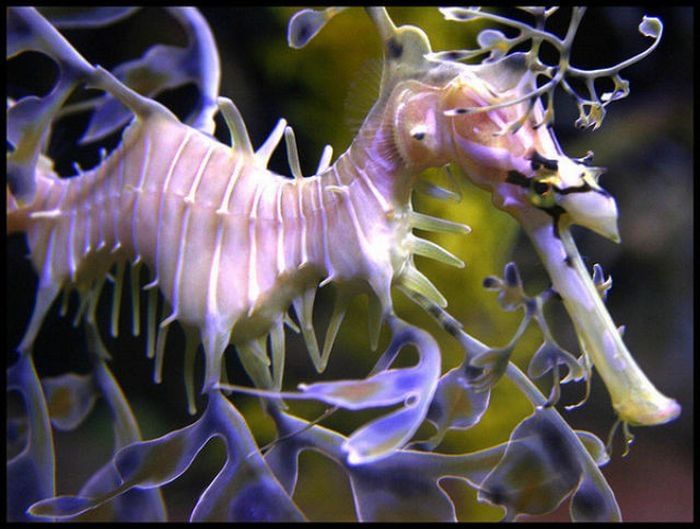 sea dragon