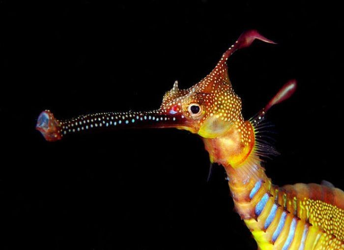 sea dragon