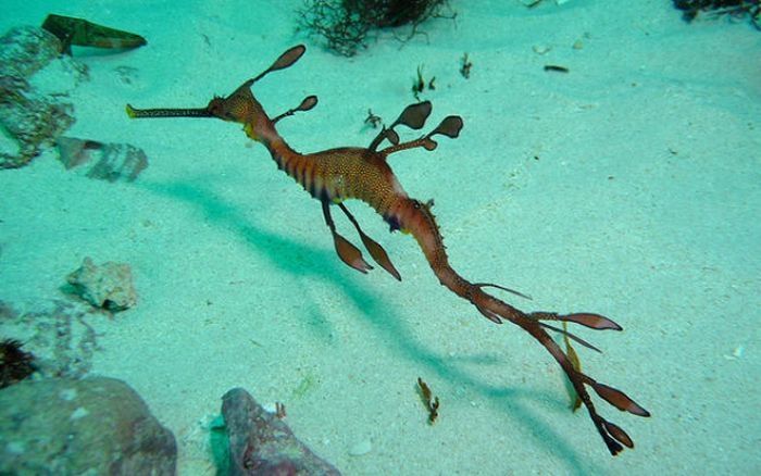 sea dragon